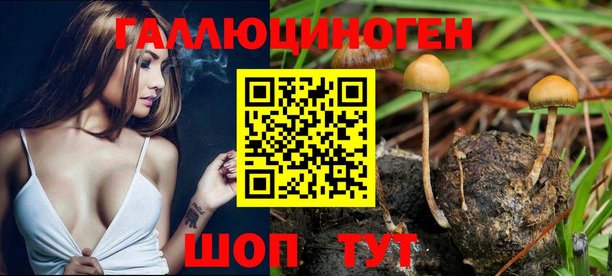 Крымск  Галлюциногенные грибы прущие грибы  Вход с VPN 